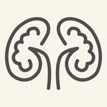 Kidney line icon. Kidneys symbol outline style pictogram on white background. Human urology system for mobile concept and web design. Vector graphics